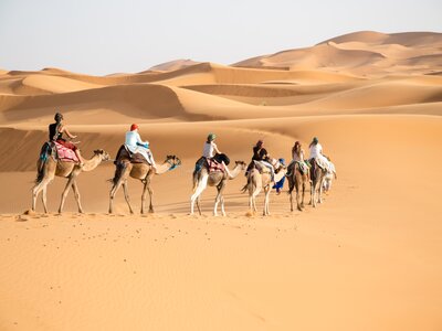 Group of people riding camels in a curved line towards the sand dunes of Erg Chebbi in Morocco